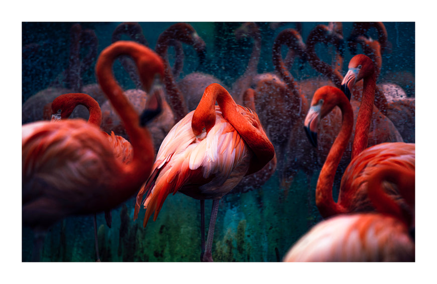 Shaming - Tzara (1/3)